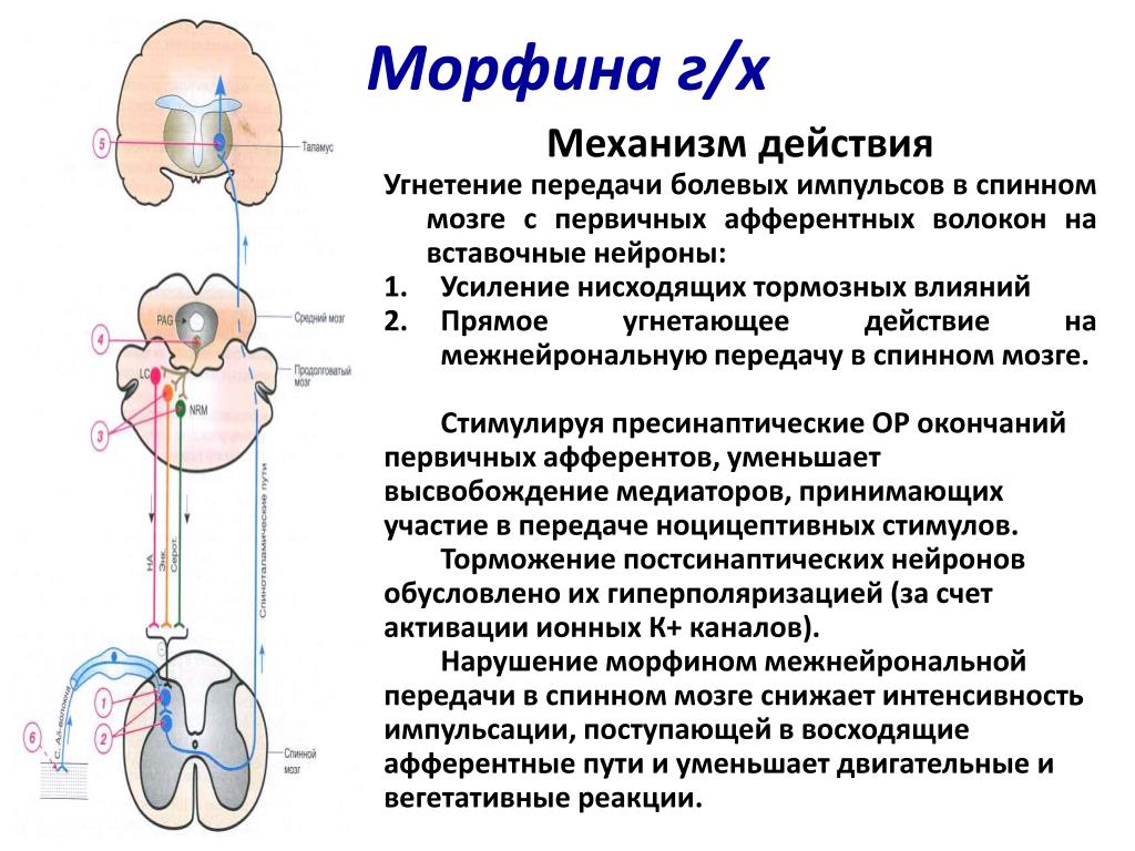 Механизм анальгетиков. Механизм обезболивания морфина. Механизм действия наркотических анальгетиков схема. Механизм действия морфина при ОЛЖН. Механизм анальгезирующего действия морфина.