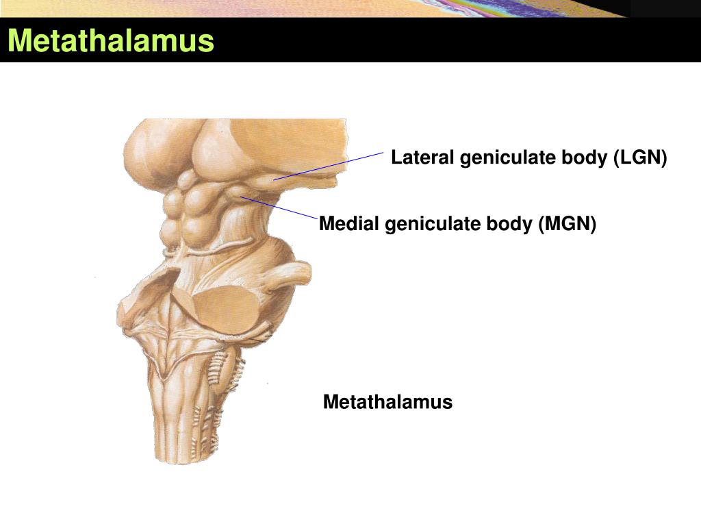 Коленчатые тела мозга. Метаталамус коленчатые тела. Метаталамус анатомия. Метаталамус промежуточного мозга. Эпиталамус и метаталамус.