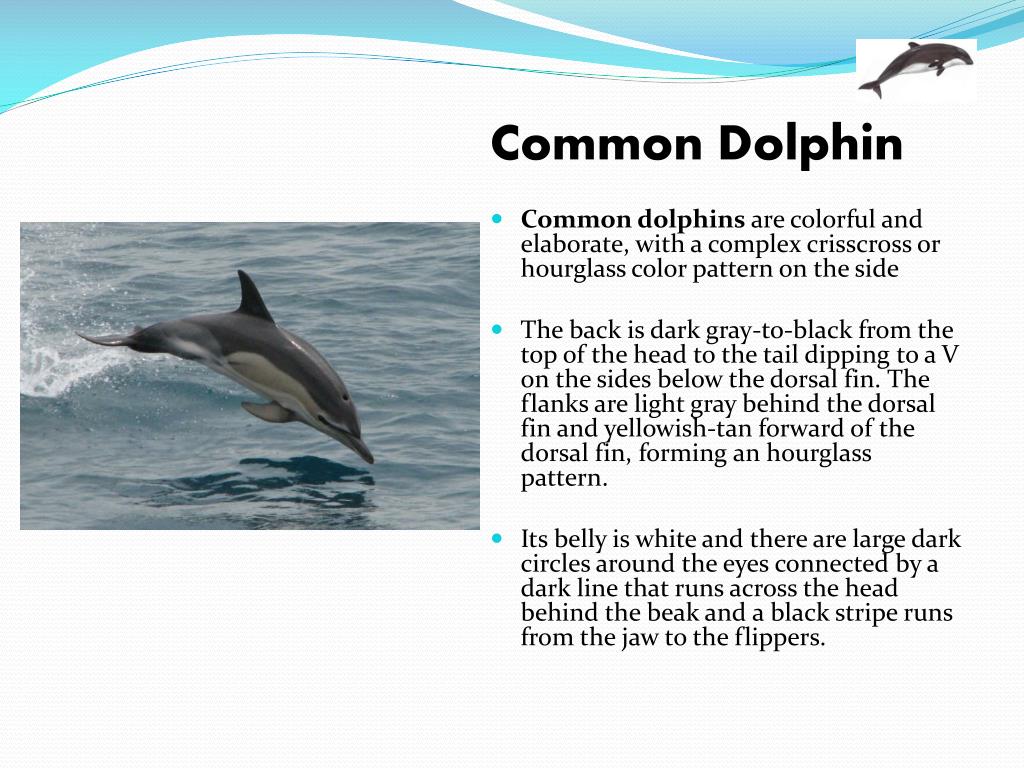 Английский про дельфинов