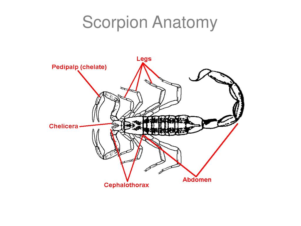 Какой признак внешнего строения скорпиона