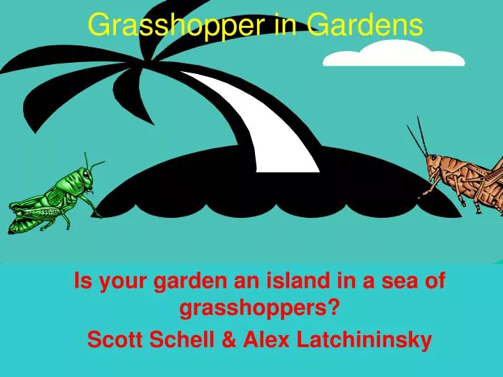 grasshopper in gardens n.