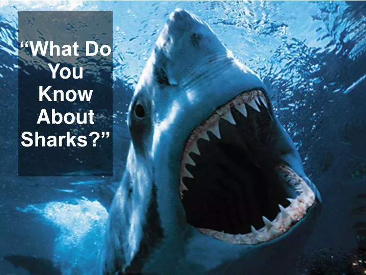 what do you know about sharks n.