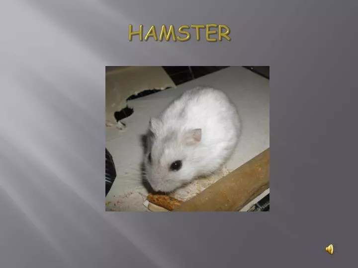 download video from hamster