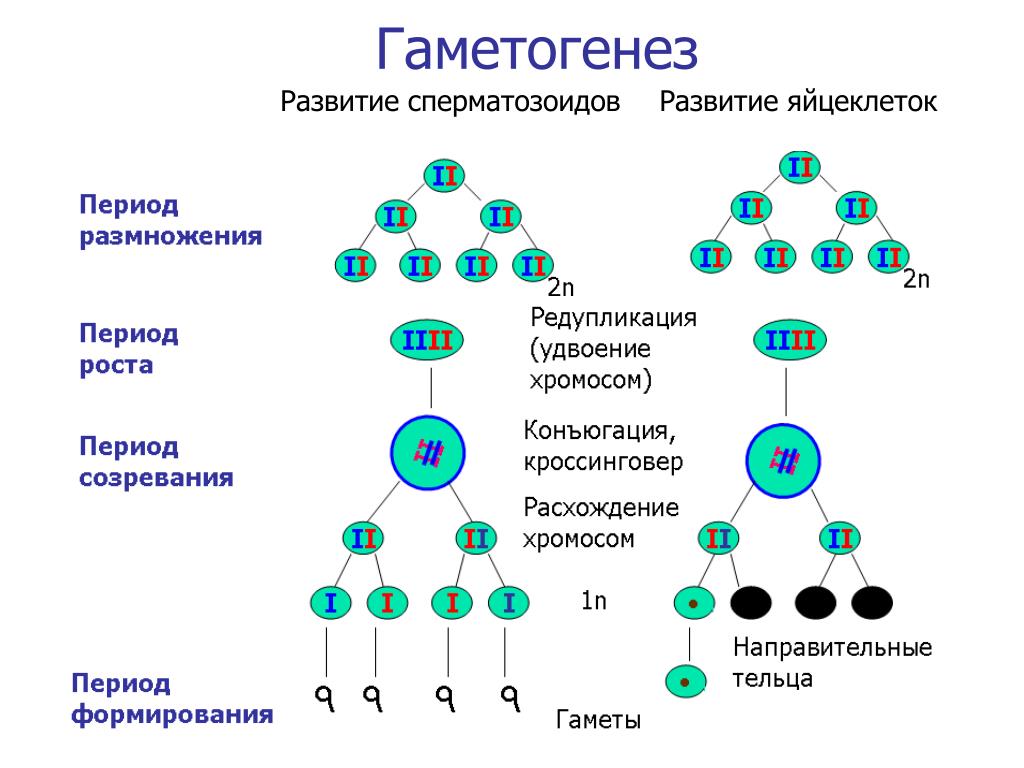 Женские половые клетки образуются в процессе. Схема стадий гаметогенеза. Фаза размножения сперматогенеза. Периоды гаметогенеза схема. Гаметогенез этапы сперматогенеза.