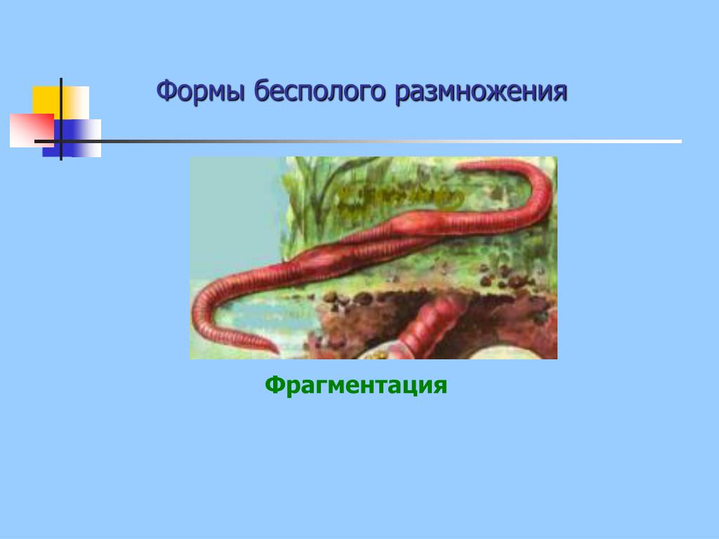 Вегетативное фрагментация. Формы бесполого размножения фрагментация. Фрагментация червей. Фрагментация бесполое размножение. Виды бесполого размножения фрагментация.