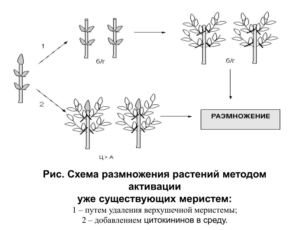 Этапы микроклонального размножения. Микроклональное размножение схема. Клональное размножение растений. Схема микроразмножения растений. Методы микроклонального размножения.