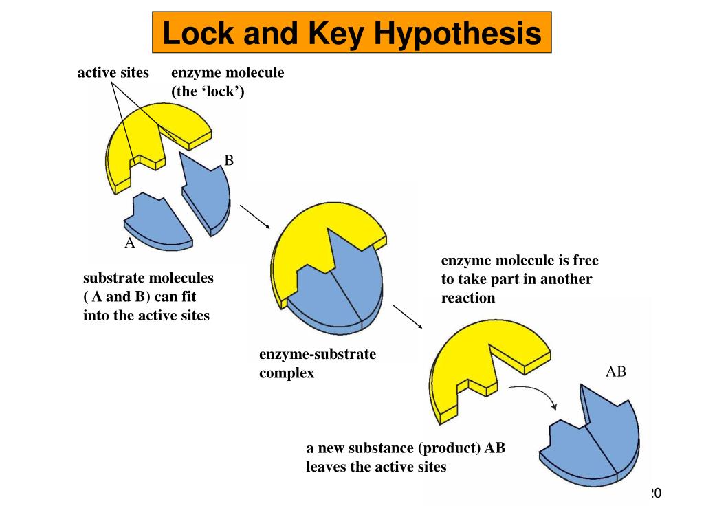 lock and key hypothesis of enzyme specificity
