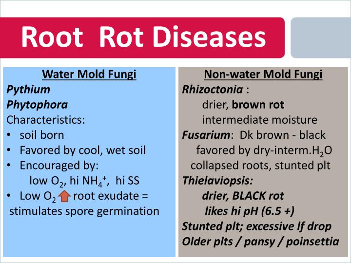 PPT - Plant Diseases PowerPoint Presentation - ID:6192133