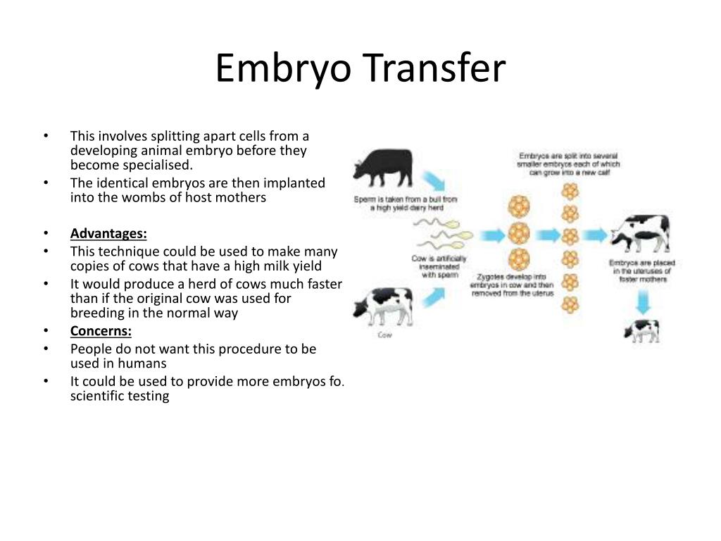 PPT - Embryo Transfer PowerPoint Presentation, free download - ID:6193865