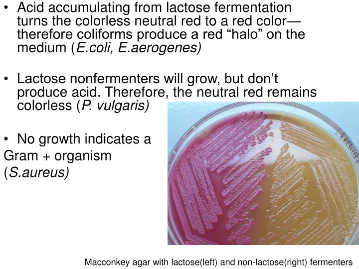 lactose fermentation