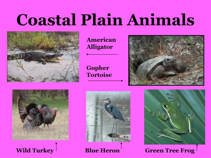 PPT - GEORGIA PowerPoint Presentation - ID:6194107