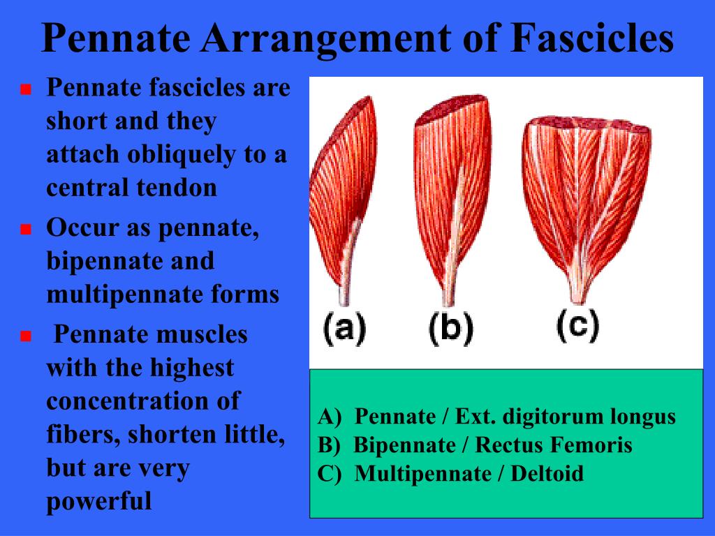 PPT - Muscles of the Body PowerPoint Presentation, free download - ID ...