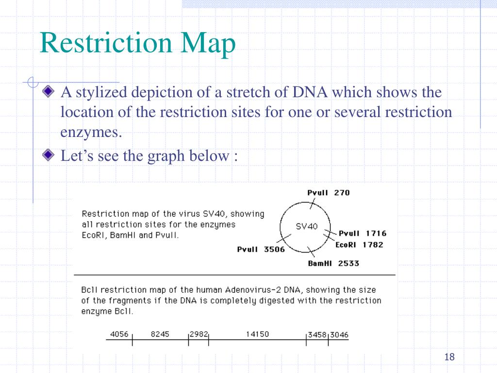 PPT - African Populations and the Evolution of Human Mitochondrial DNA ...
