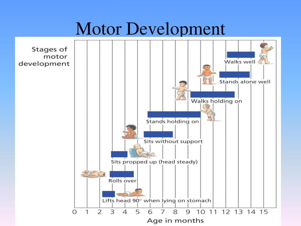 PPT - Conception to Birth Prenatal Development PowerPoint Presentation ...