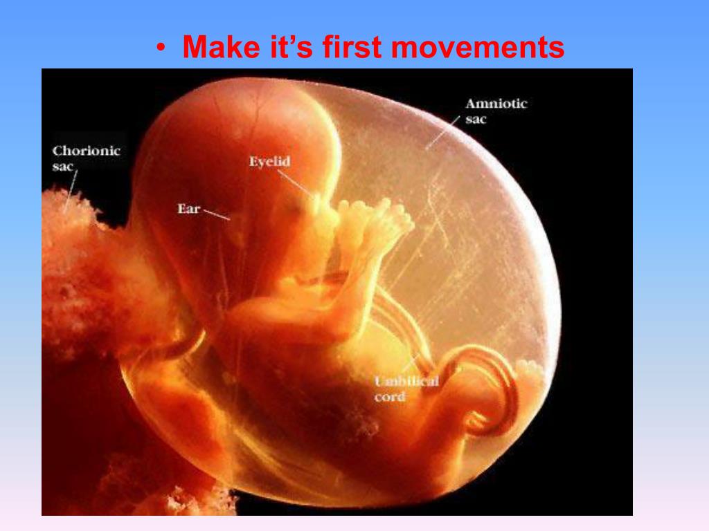 Ppt Conception To Birth Prenatal Development Powerpoint Presentation