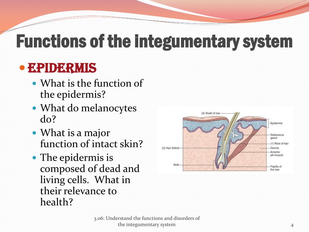 PPT - 3.06 Understand the functions and disorders of the integumentary ...