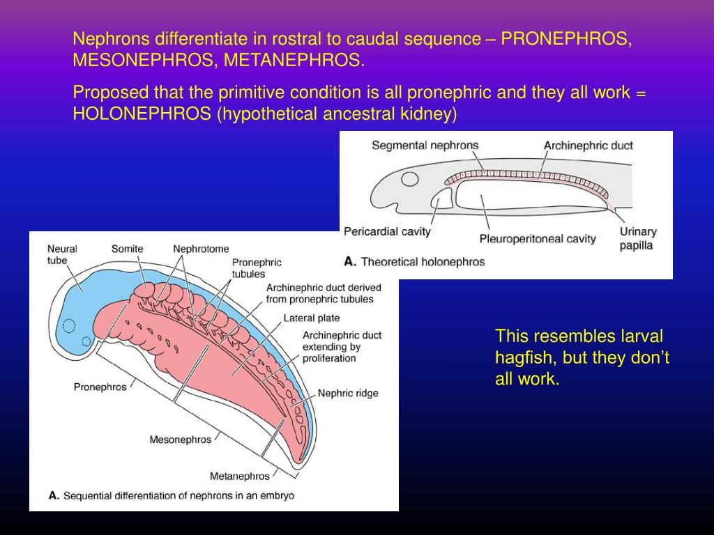 PPT - EXCRETORY SYSTEM PowerPoint Presentation, free download - ID:6199677