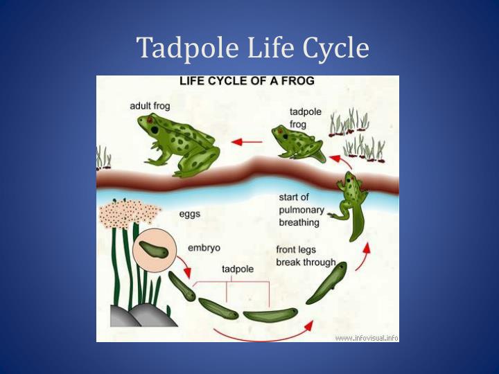 Tadpole Life Cycle