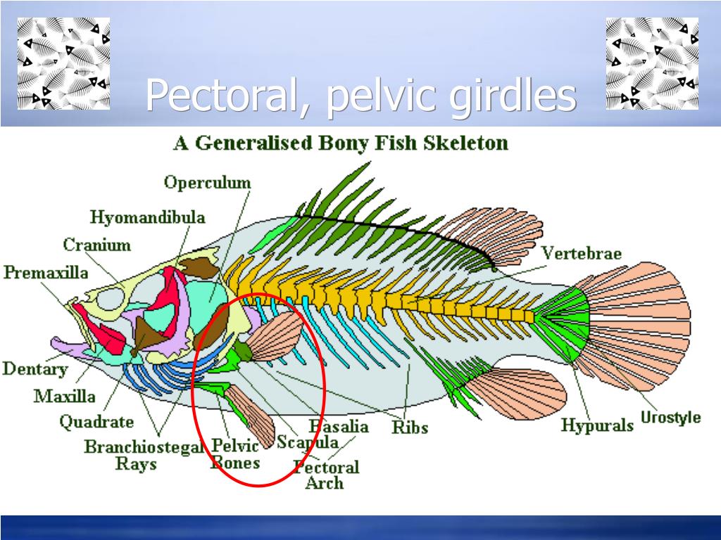 Внутренний скелет костной рыбы. Скелет костной рыбы 7 класс биология. Класс костные рыбы строение скелета. Скелет рыбы строение биология. Внутреннее строение рыбы скелет.