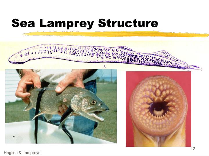 PPT - Lampreys and Hagfishes PowerPoint Presentation - ID:6200091