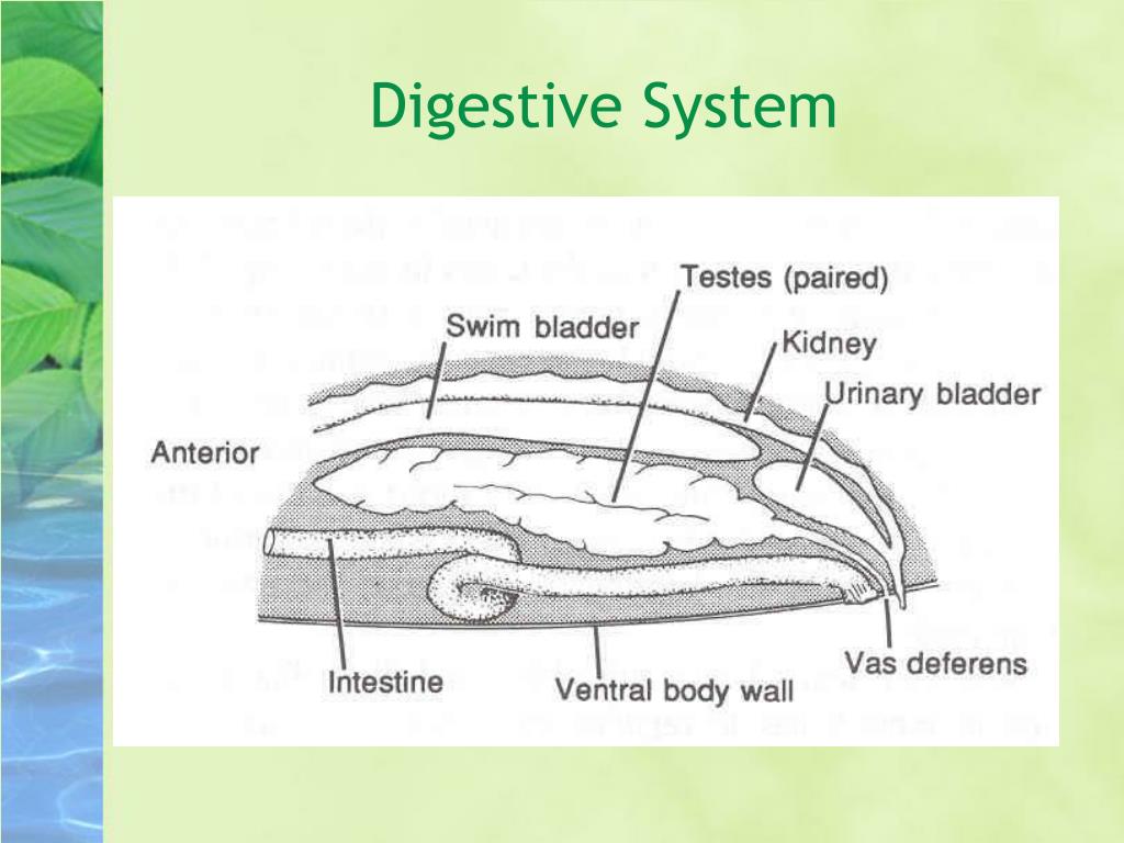 PPT - Internal Anatomy of Fish PowerPoint Presentation, free download