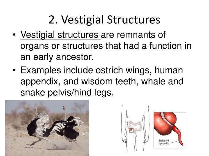 vestigial structures vestigial structures