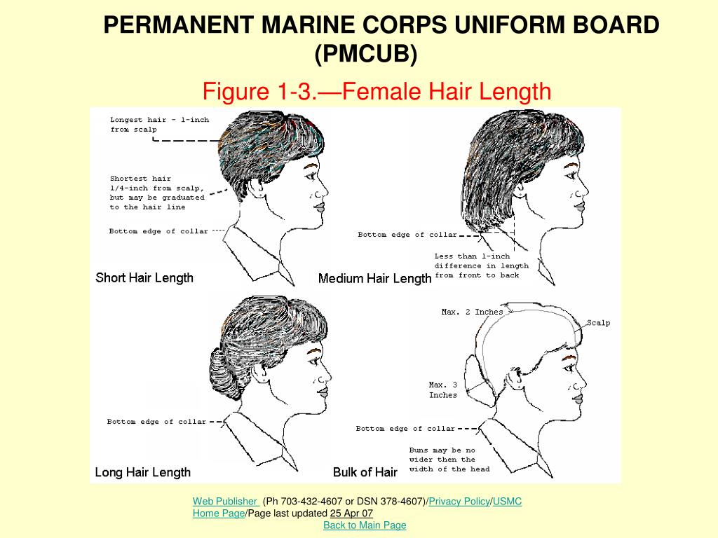 PPT - Figure 1-3.—Female Hair Length PowerPoint Presentation, free download  - ID:6201933