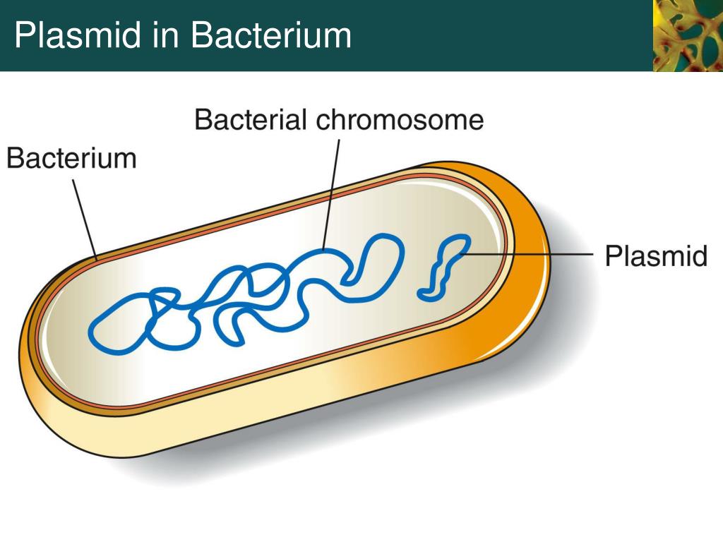 PPT - Chapter 15 DNA Technology And Genomics PowerPoint Presentation ...