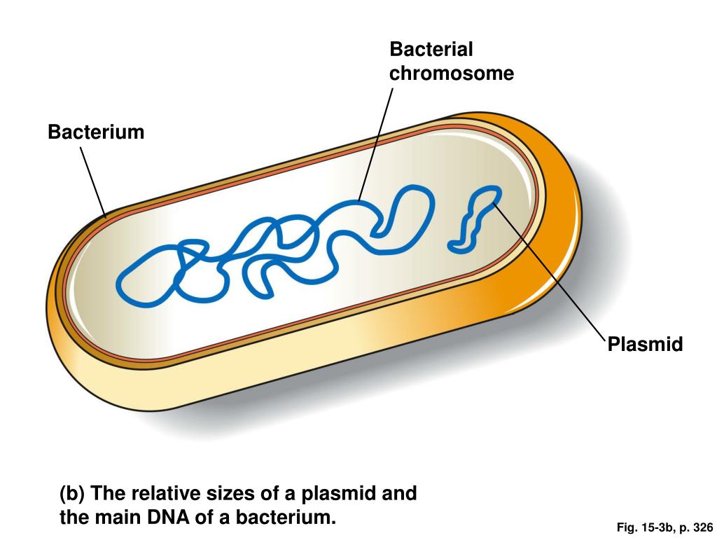 Кольцевая хромосома в митохондриях. Строение бактерии плазмида. Строение хромосомы бактериальной клетки. Строение плазмид бактерий. Строение плазмиды бактерий.