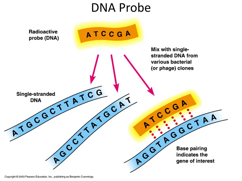 Днк зонд. DNA Probe. Метод ДНК зондов. Радиоактивный зонды ДНК.