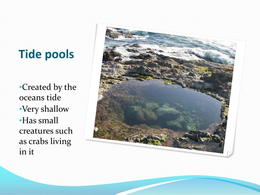 3. list 8 different marine life found in tidal pools