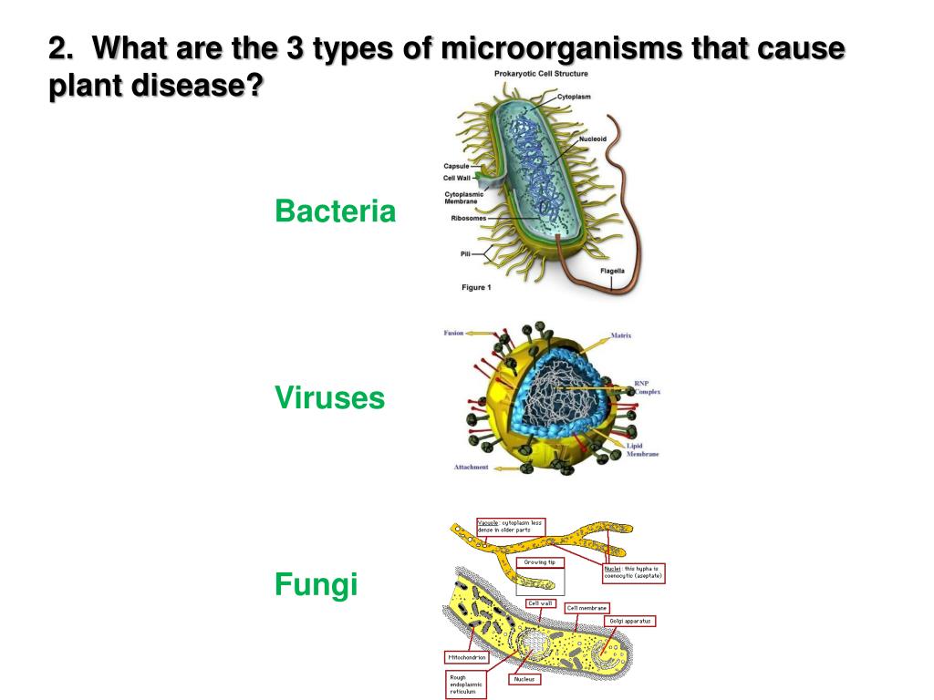 PPT - Plant Disease PowerPoint Presentation, free download - ID:6203089