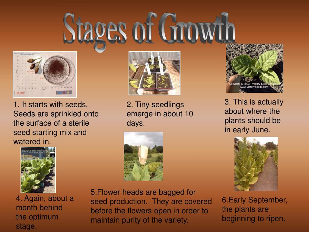 powerpoint presentation of tobacco plant