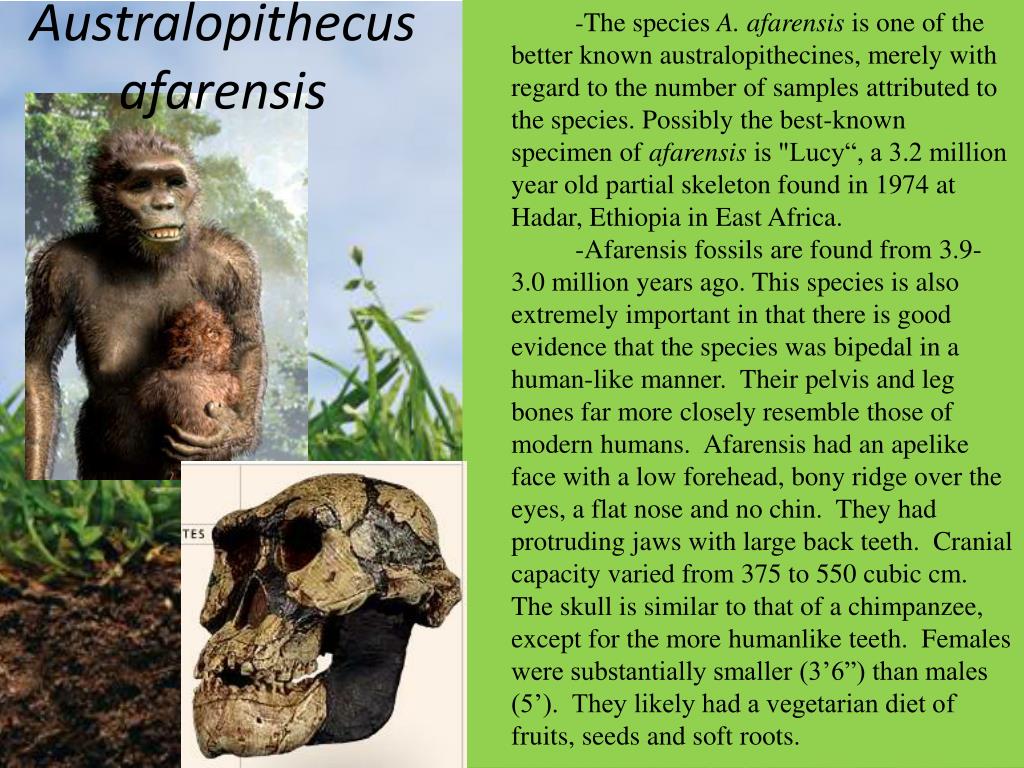 PPT - Australopithecus afarensis PowerPoint Presentation, free download - ID:6205899