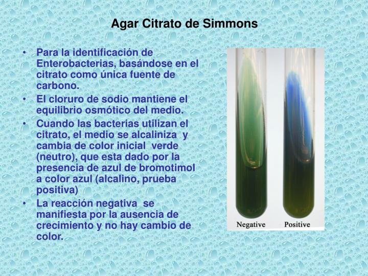 Resultado de imagen de agar citrato simmons