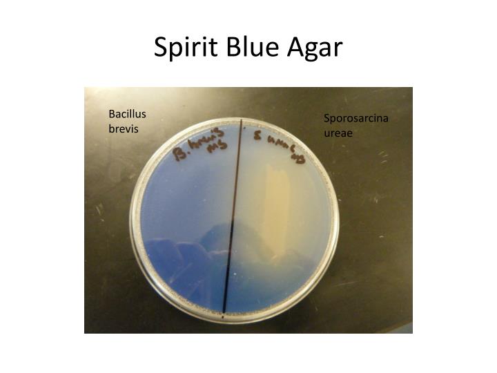 PPT TSI Agar and Biochemical ID Labs PowerPoint Presentation ID6207088