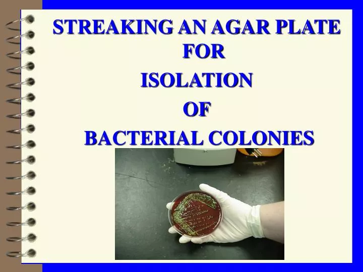 PPT STREAKING AN AGAR PLATE FOR ISOLATION OF BACTERIAL COLONIES