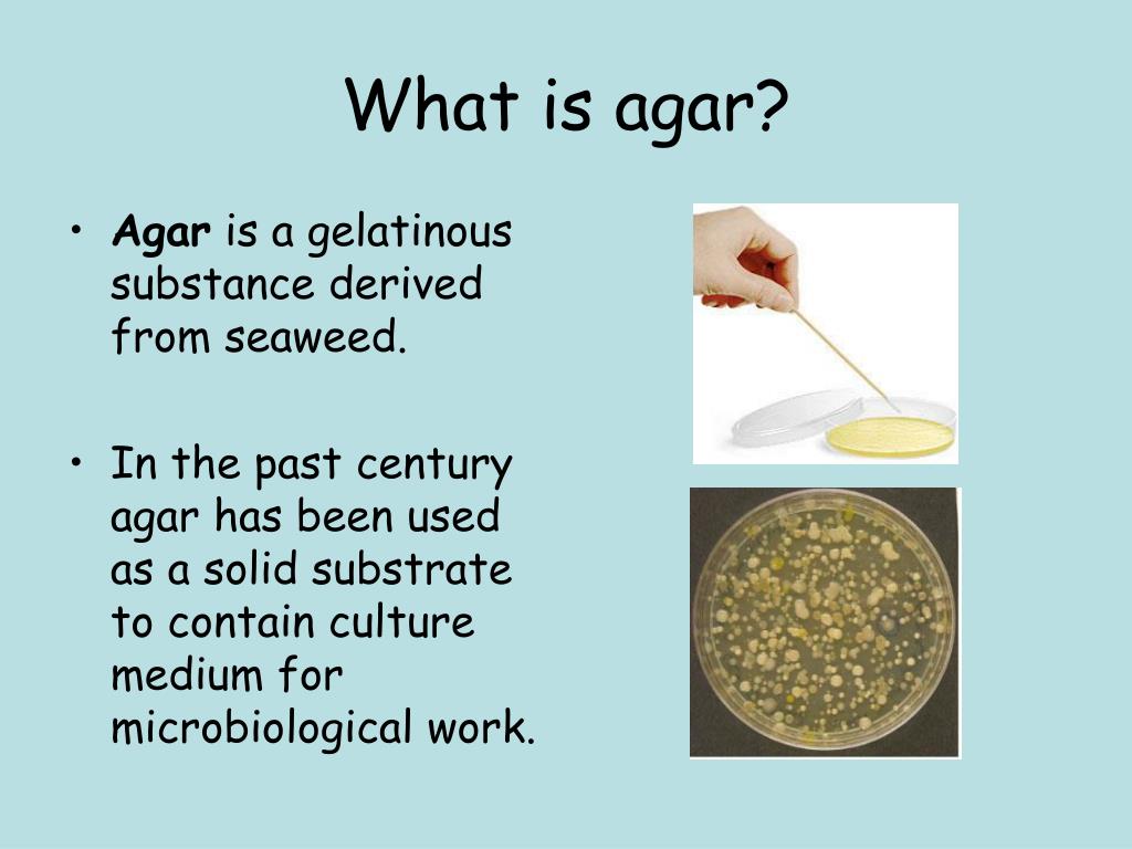 What is agar agar