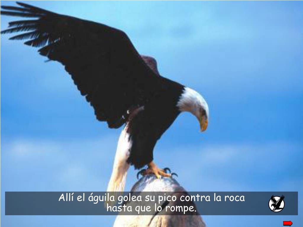PPT La historia del águila... PowerPoint