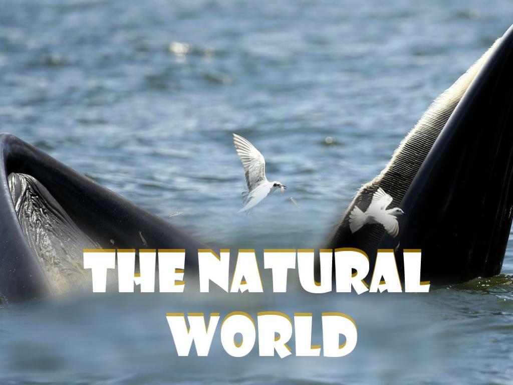 the natural world presentation