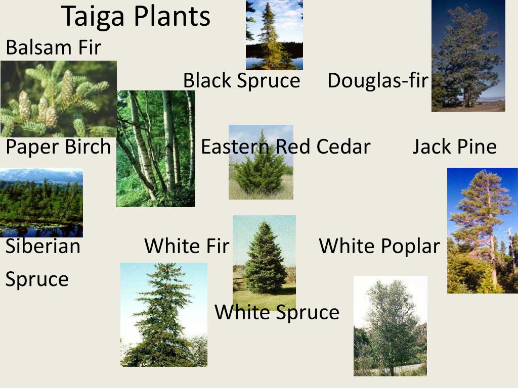 PPT - Earth’s biomes PowerPoint Presentation, free download - ID:6210556