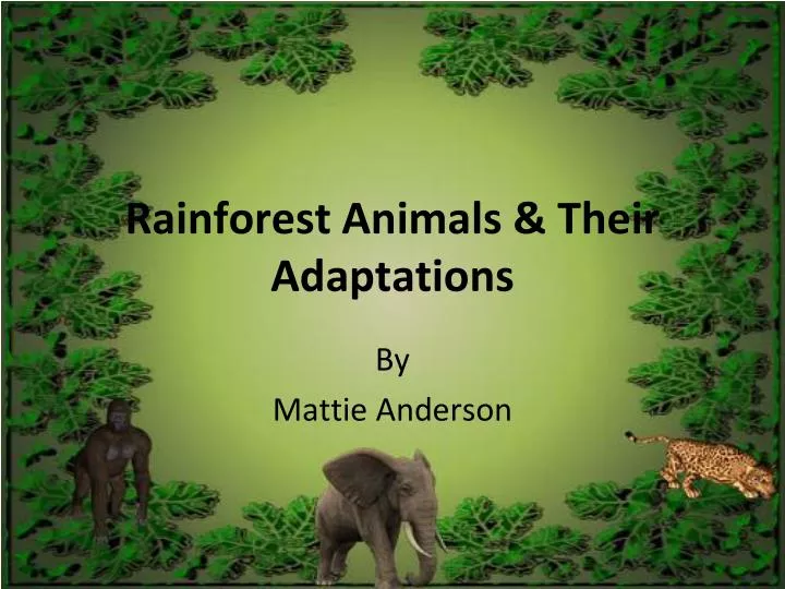 PPT - Rainforest Animals & Their Adaptations PowerPoint Presentation -  ID:6211152