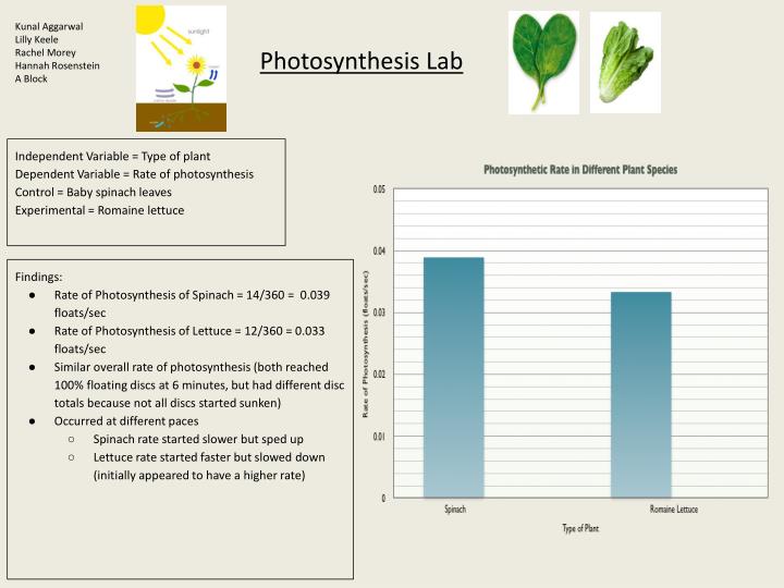 PPT Photosynthesis Lab Leaf Disc Assay PowerPoint Presentation ID