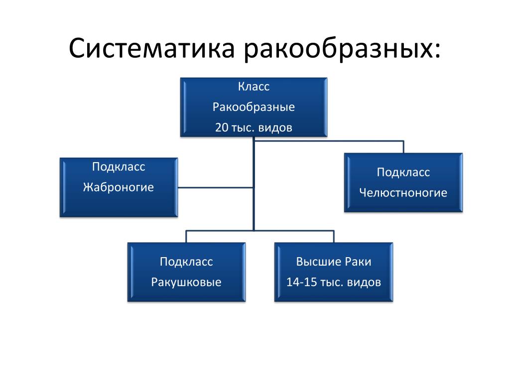 Систематическая категория членистоногих. Класс ракообразные классификация. Класс ракообразные систематика. Высшие ракообразные систематика. Класс ракообразные отряды.