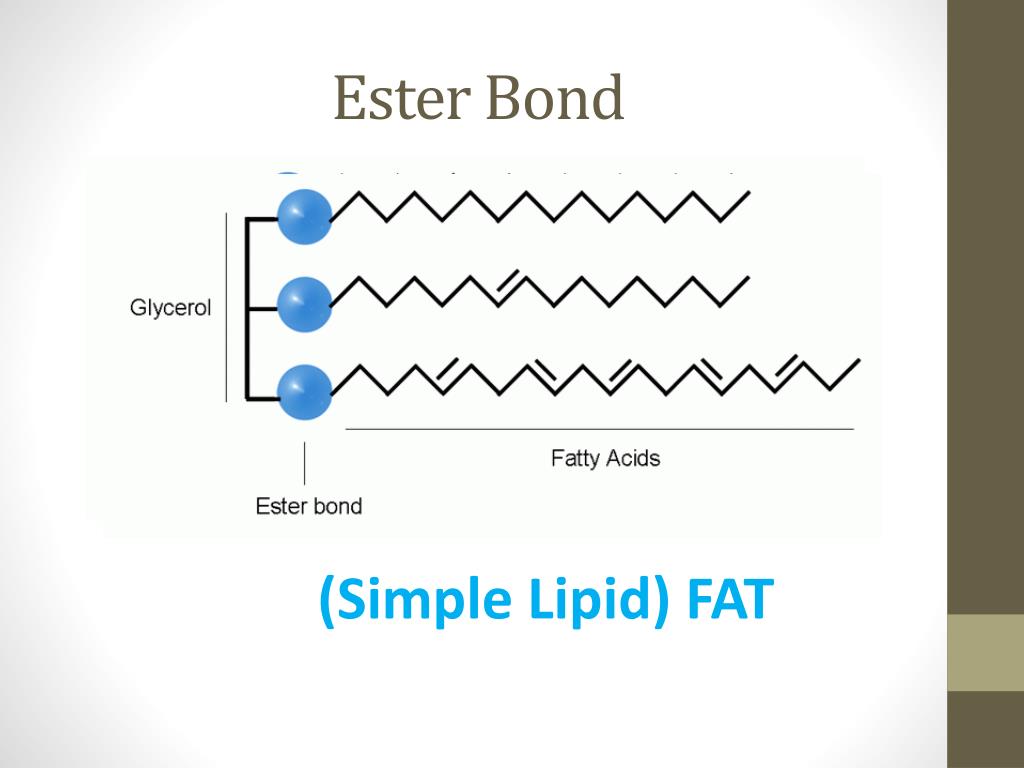 PPT Pharos university Faculty of Allied Medical SCIENCE Biochemistry 1 ( MGBC201 ) PowerPoint