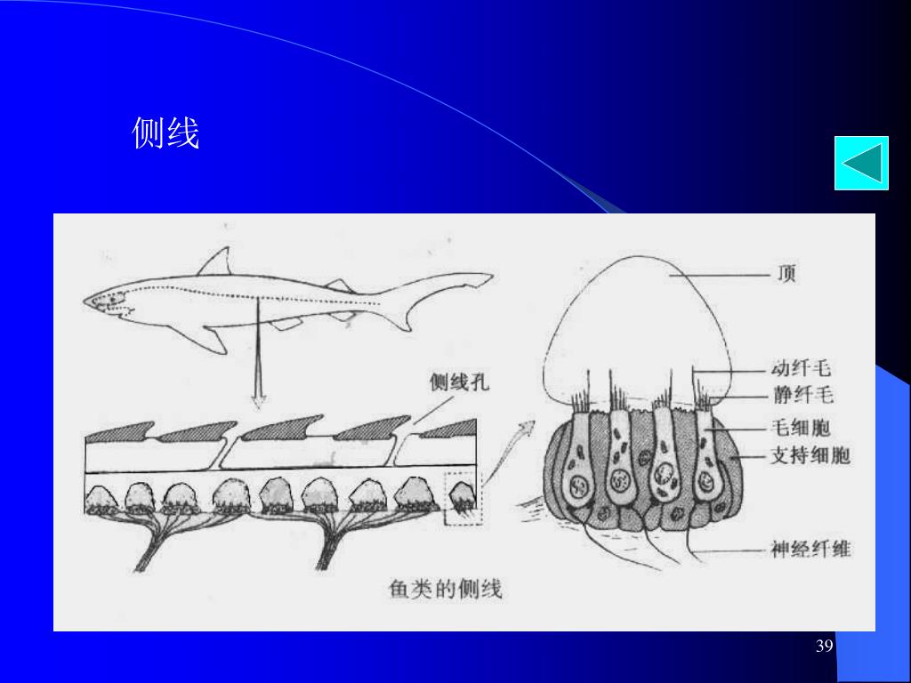Ppt 鱼纲powerpoint Presentation Free Download Id Ppt 鱼纲powerpoint Presentation Free Download Id