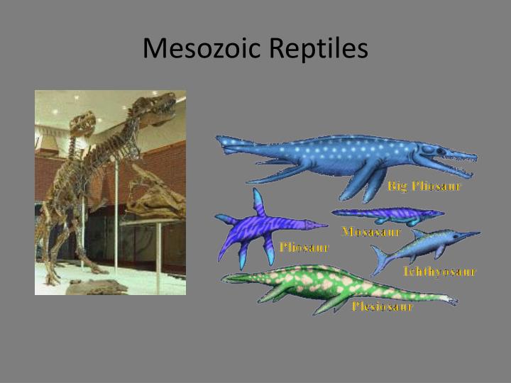 Ppt Fossils And The History Of Life Powerpoint