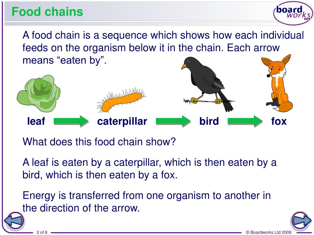presentation of food chain