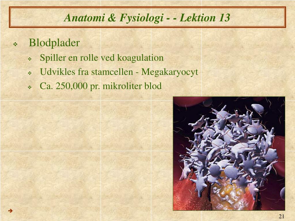 PPT - Anatomi & Fysiologi XIII Blod og Lymfesystemet PowerPoint ...