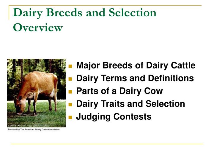 PPT Dairy Breeds and Selection PowerPoint Presentation ID6217909